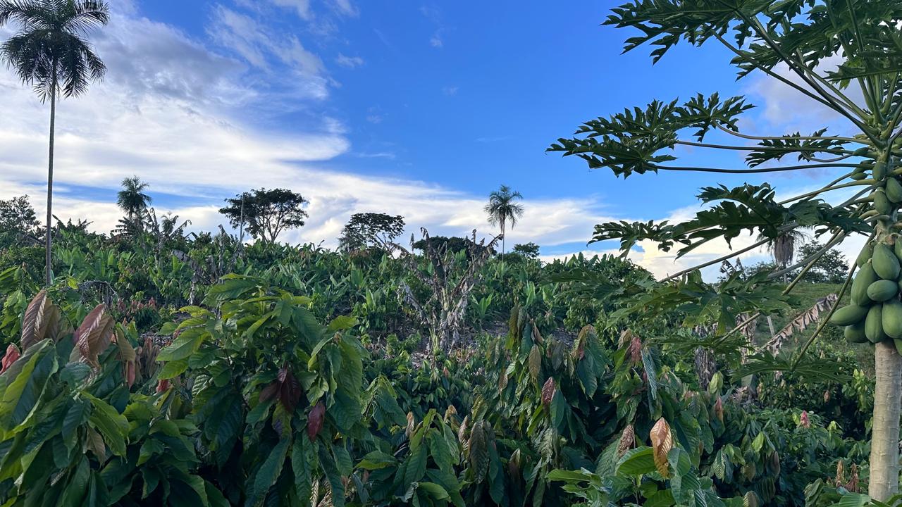 Floresta Amazônica restaurada